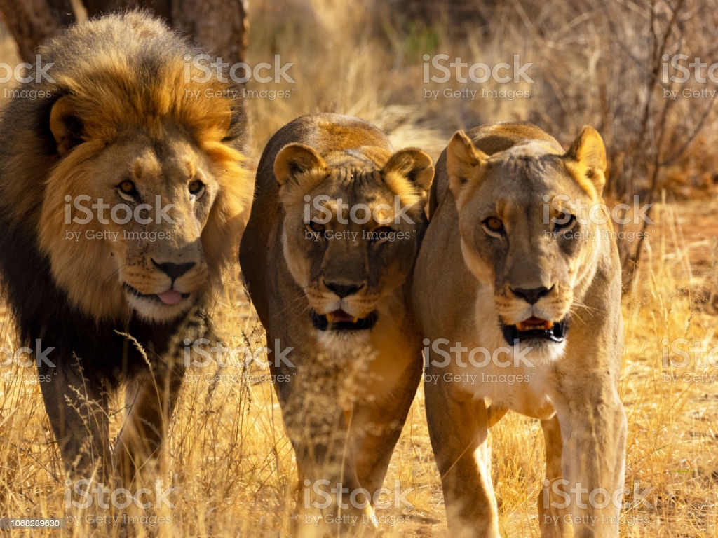 Lion Family Wallpapers