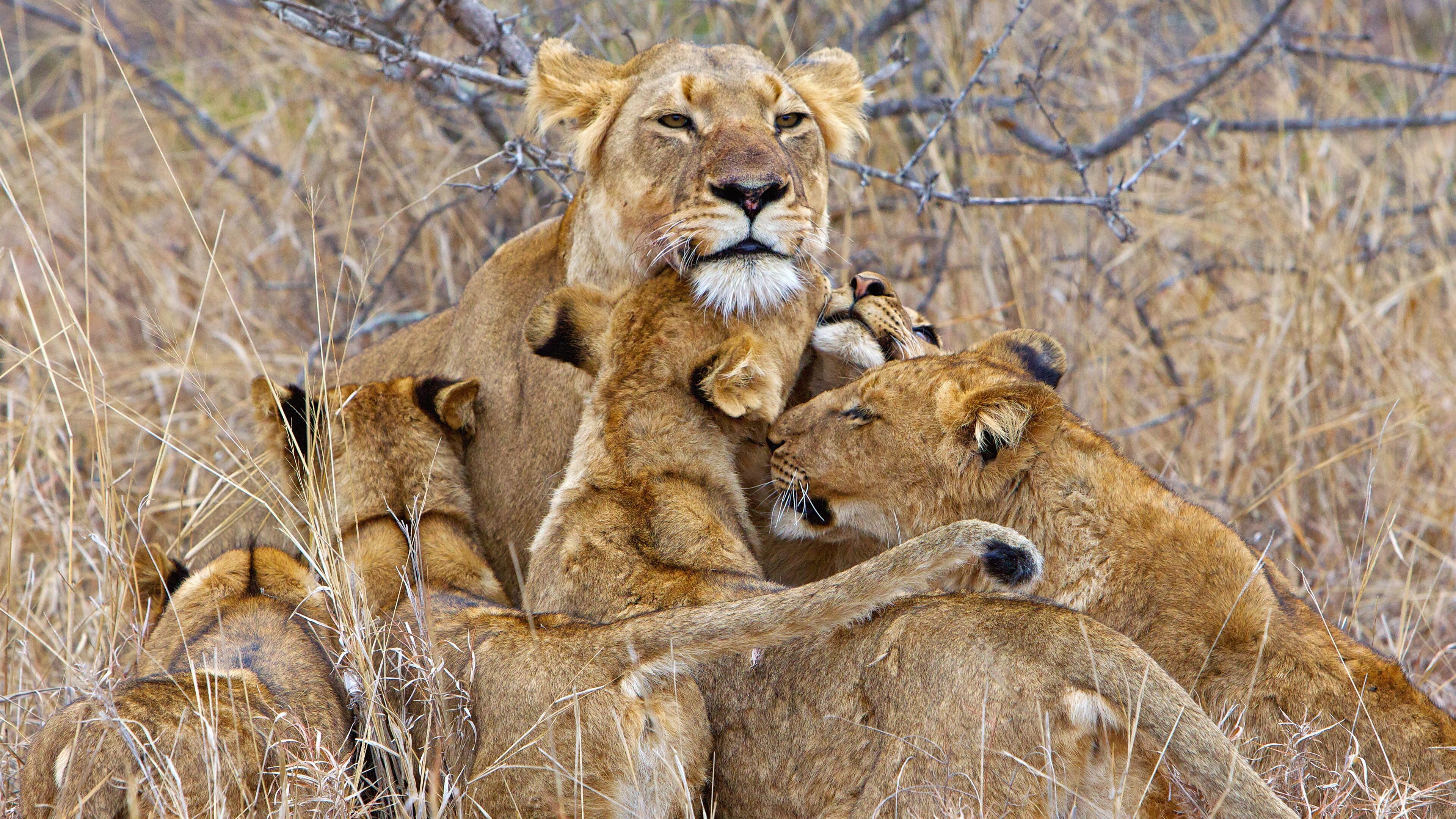 Lion Family Wallpapers