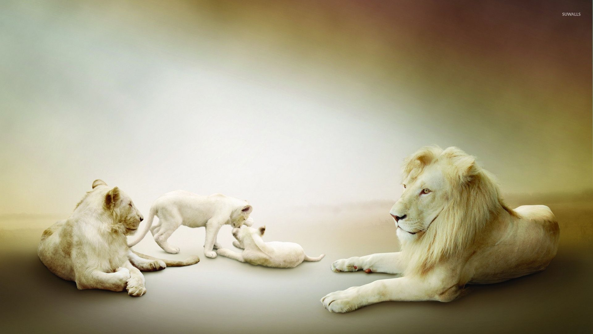 Lion Family Wallpapers