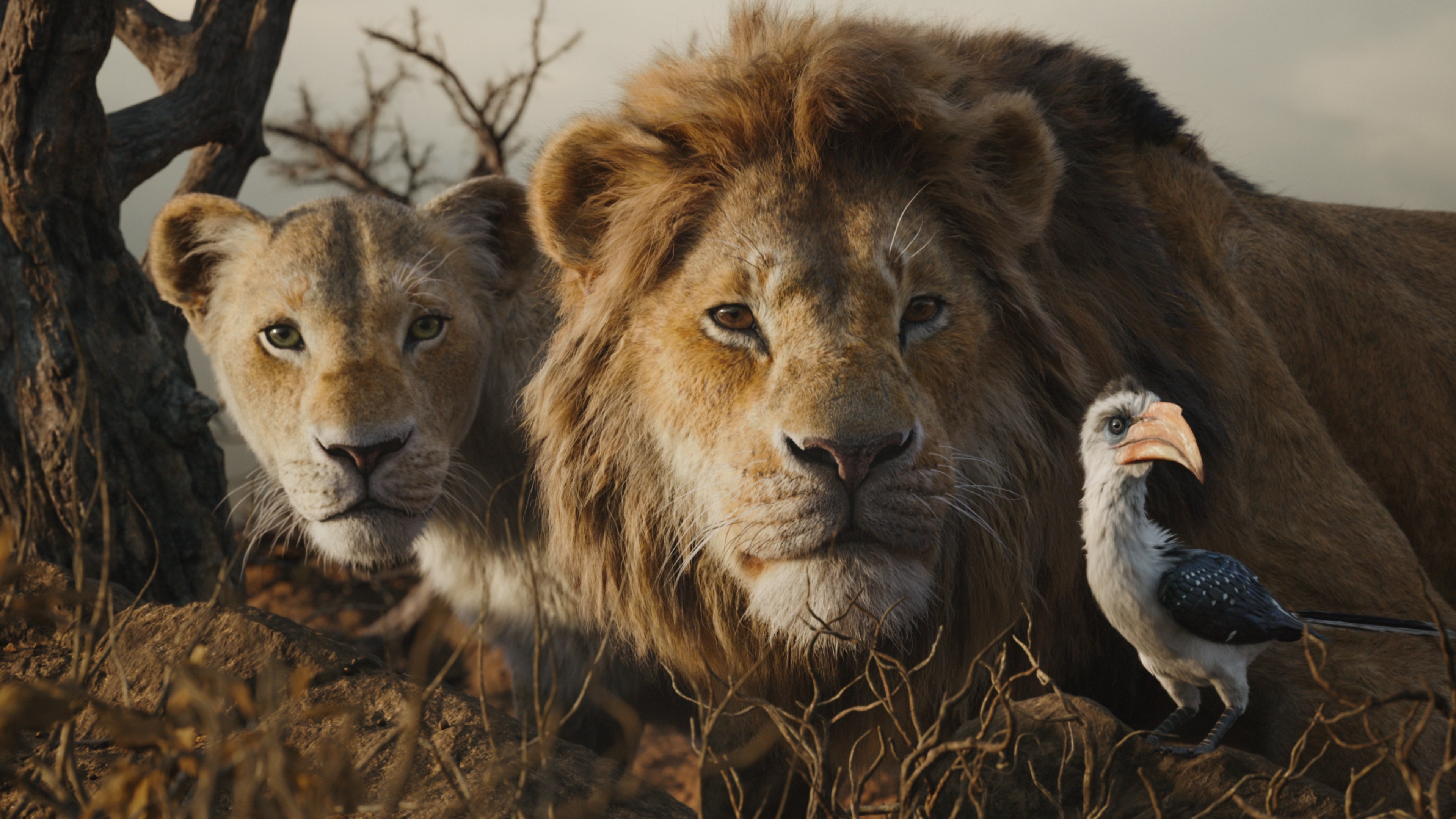 Lion King Hd Screencaps Wallpapers