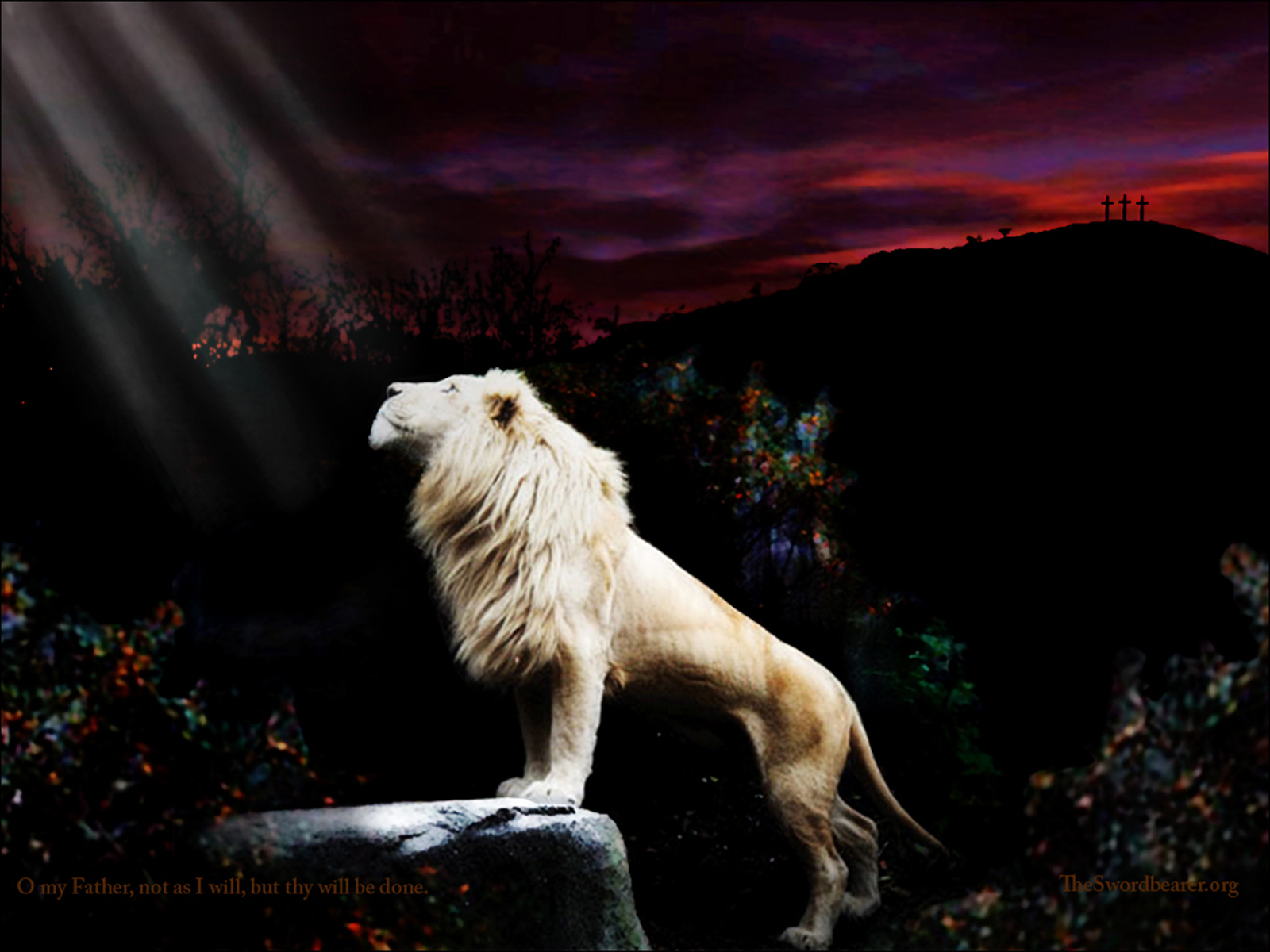 Lion Of Judah Wallpapers