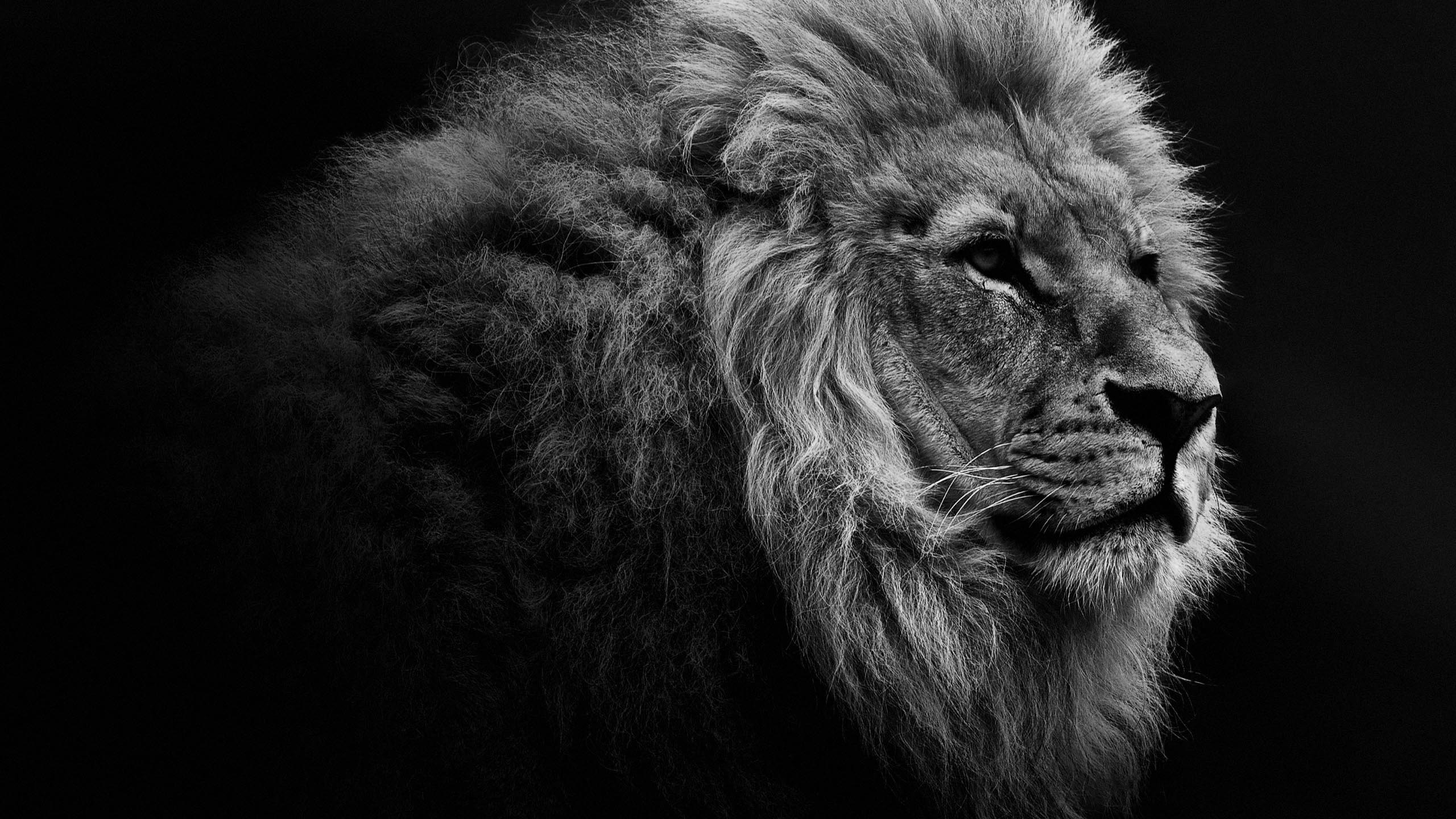 Lion Pc Wallpapers