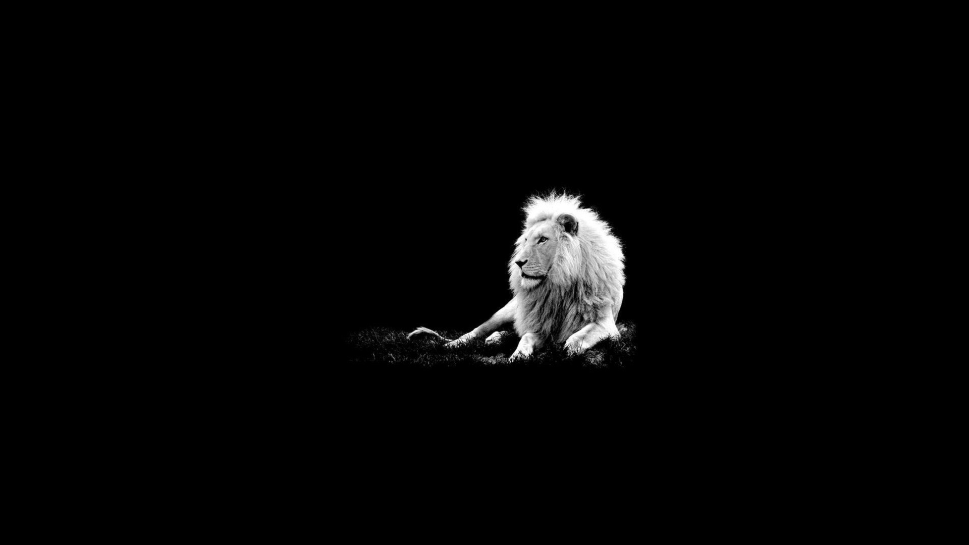 Lion Pc Wallpapers