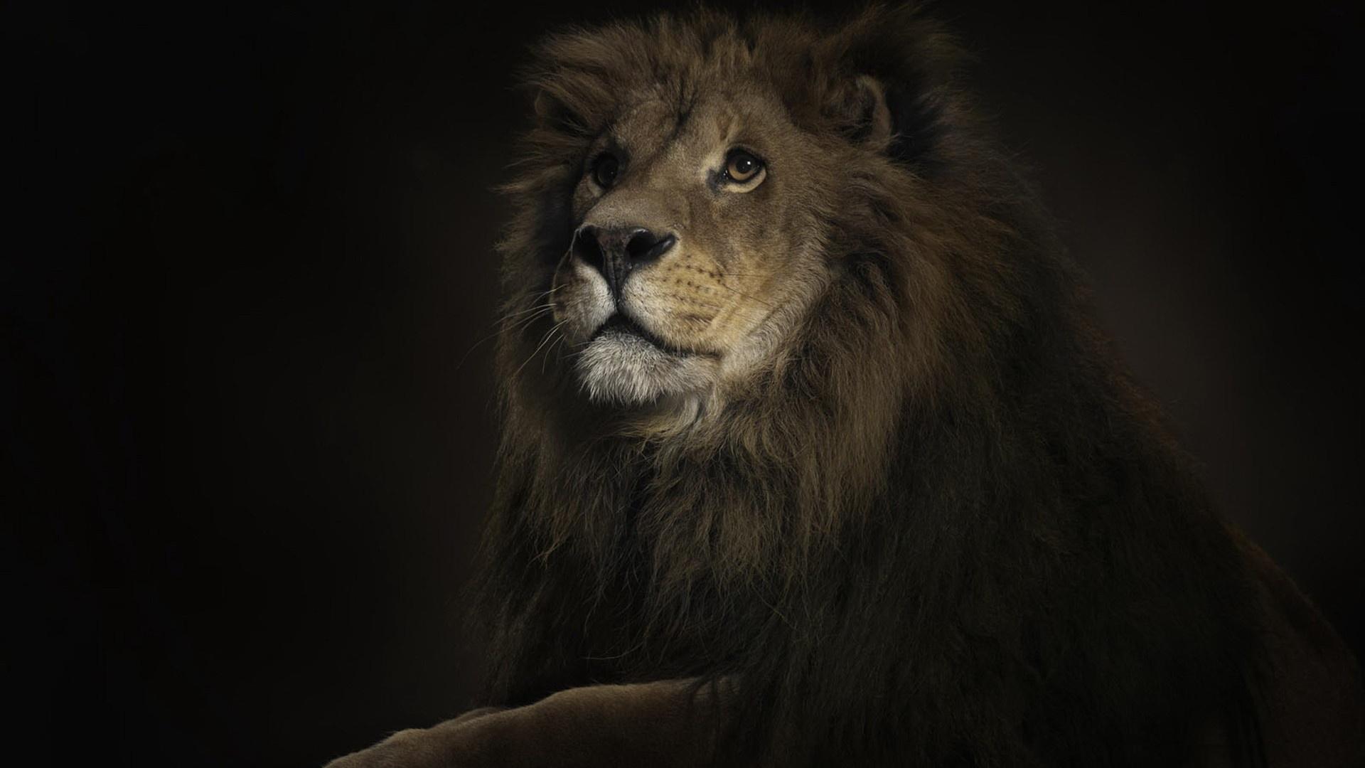 Lion Pc Wallpapers