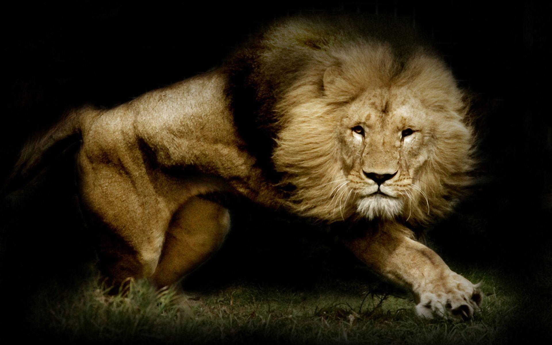 Lion Pc Wallpapers