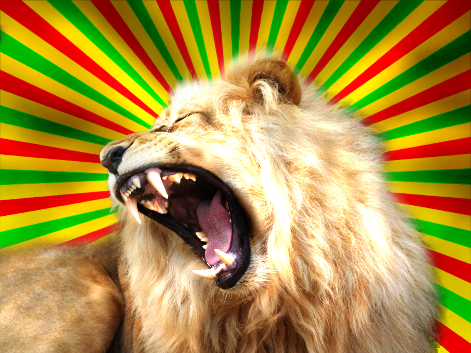 Lion Reggae Wallpapers