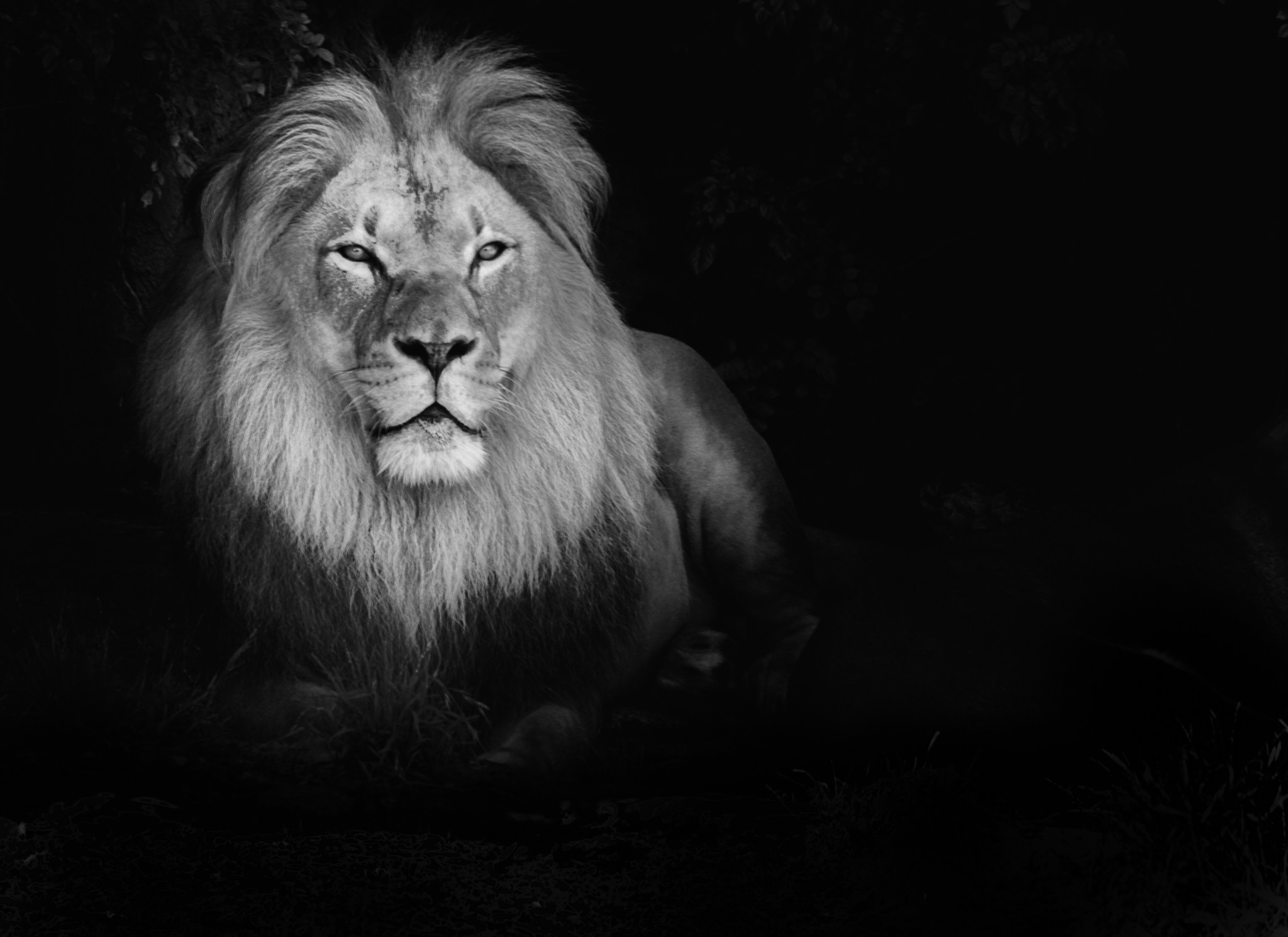 Lion Black And White Wallpapers