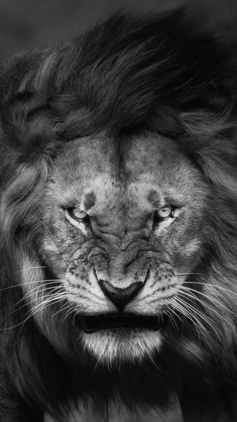 Lion Iphone Wallpapers