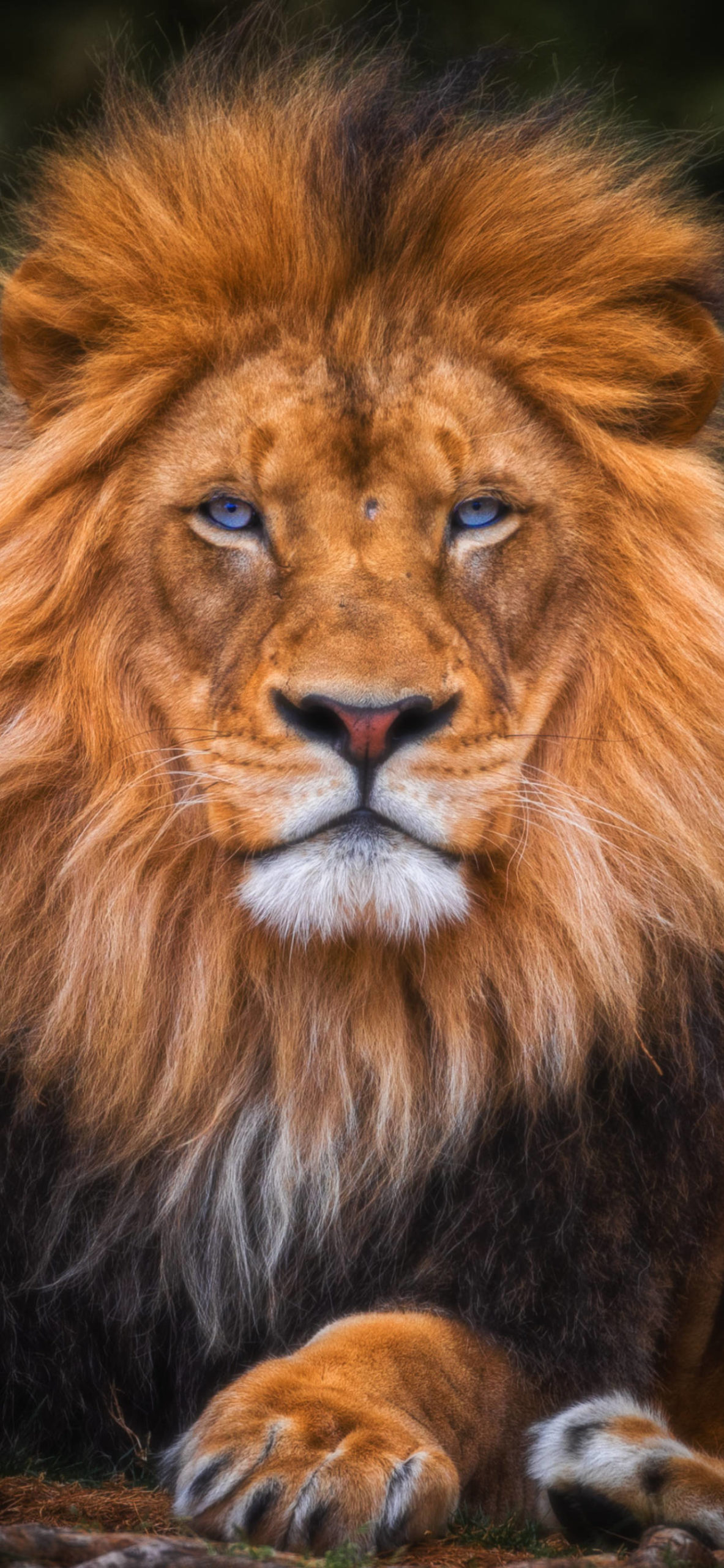 Lion Iphone Wallpapers