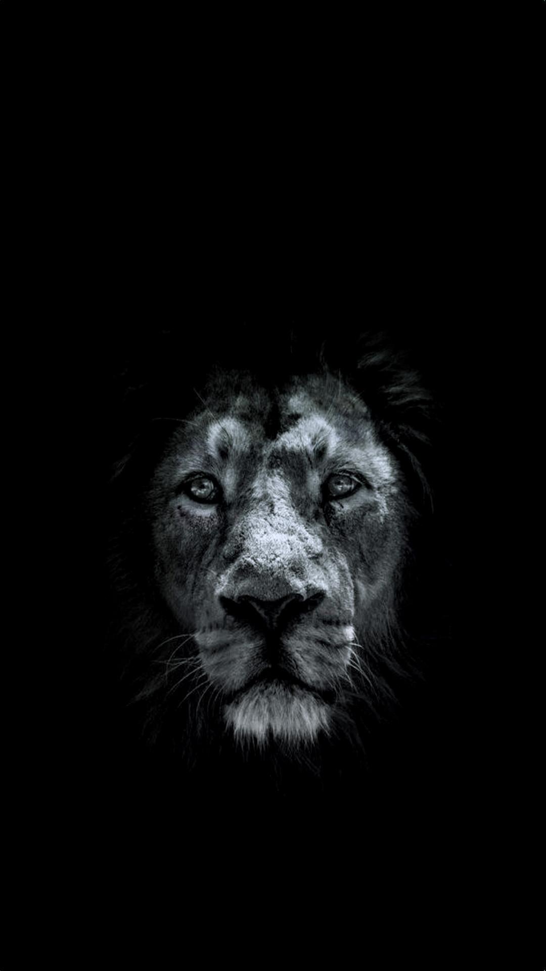 Lion Iphone Wallpapers