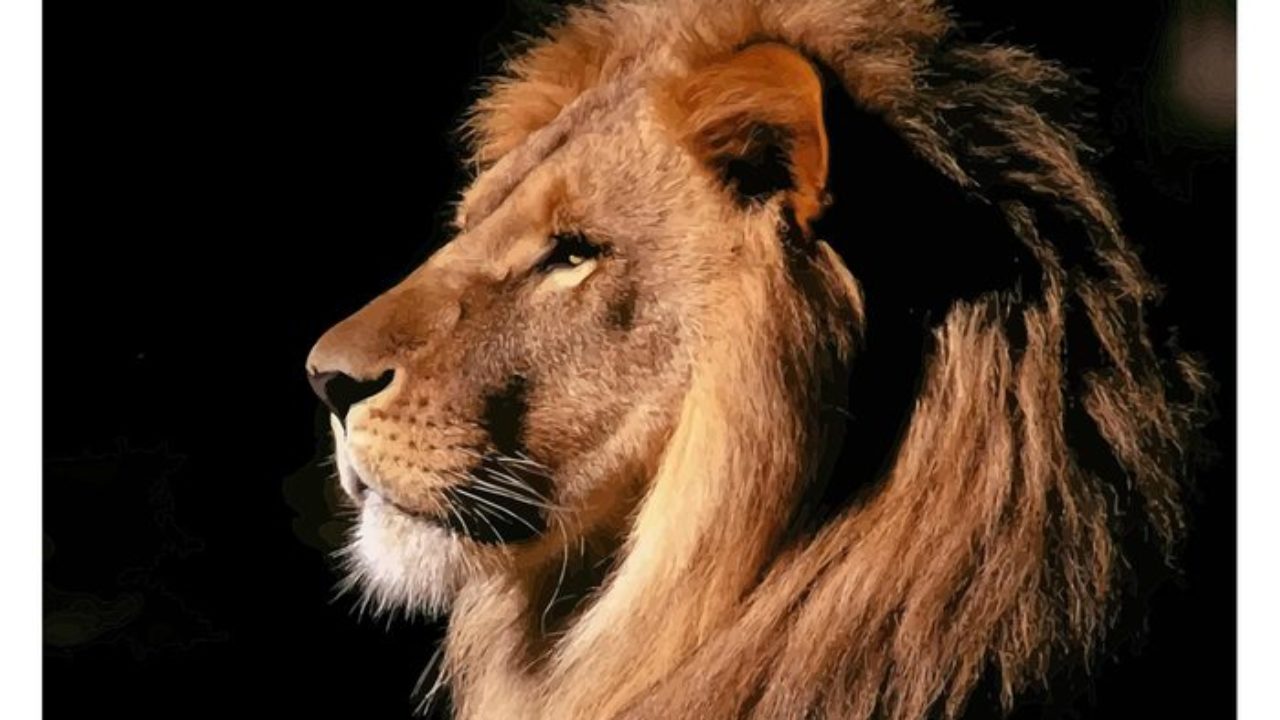 Lions Head Wallpapers