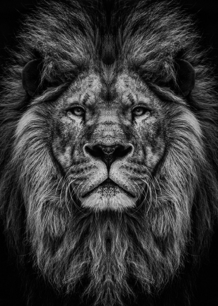 Lions Head Wallpapers