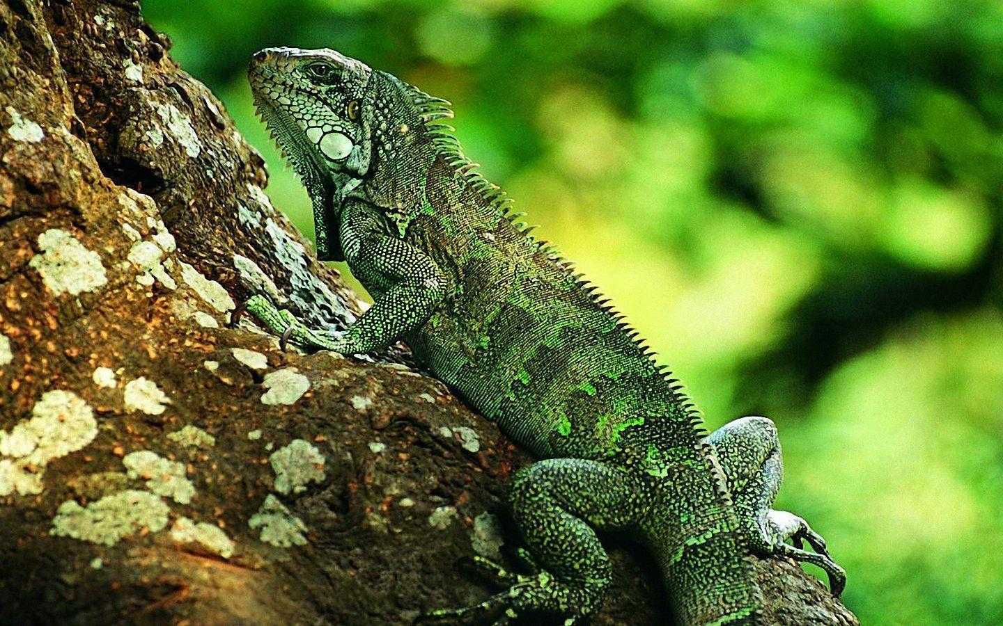 Lizzard Wallpapers