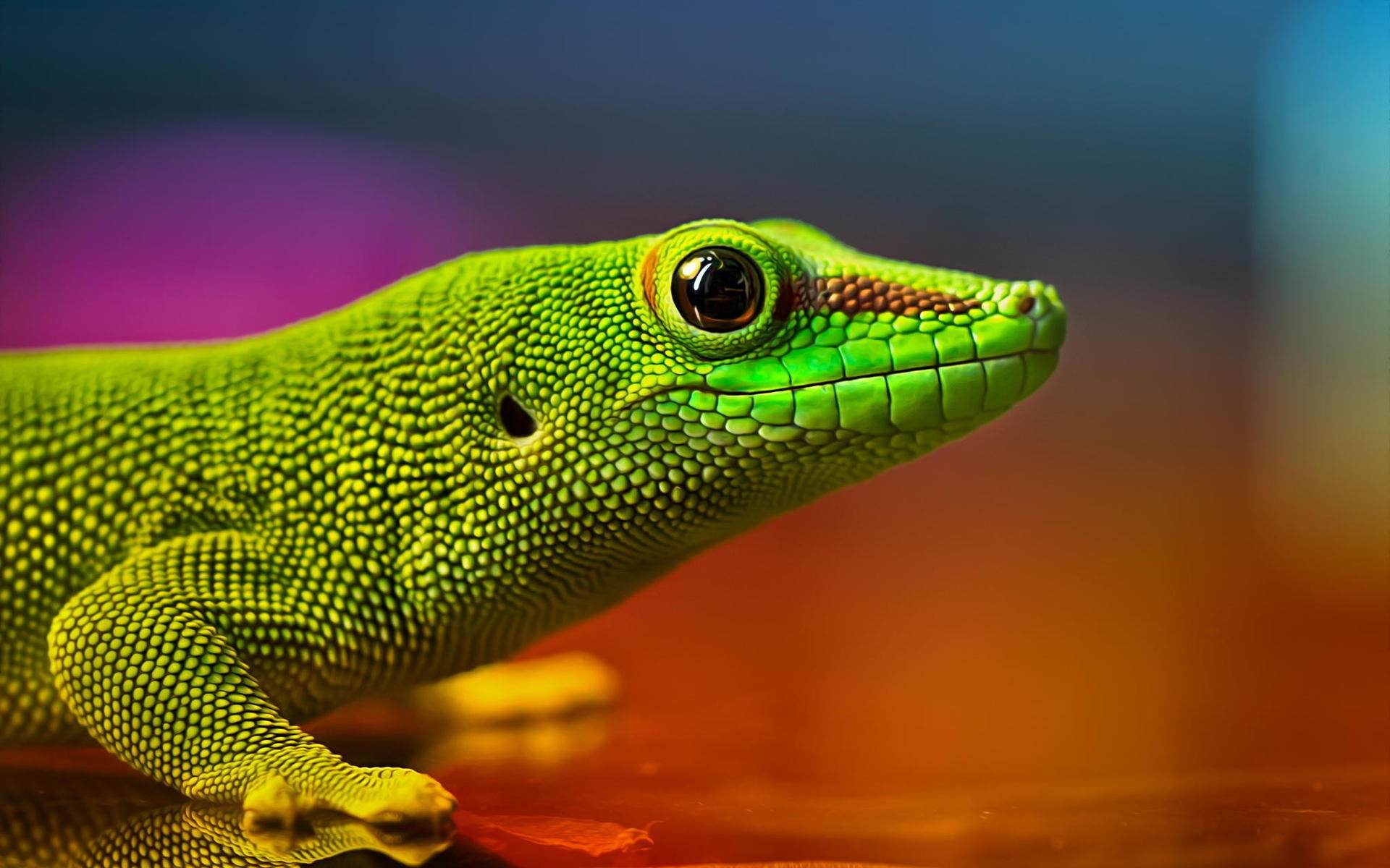 Lizzard Wallpapers