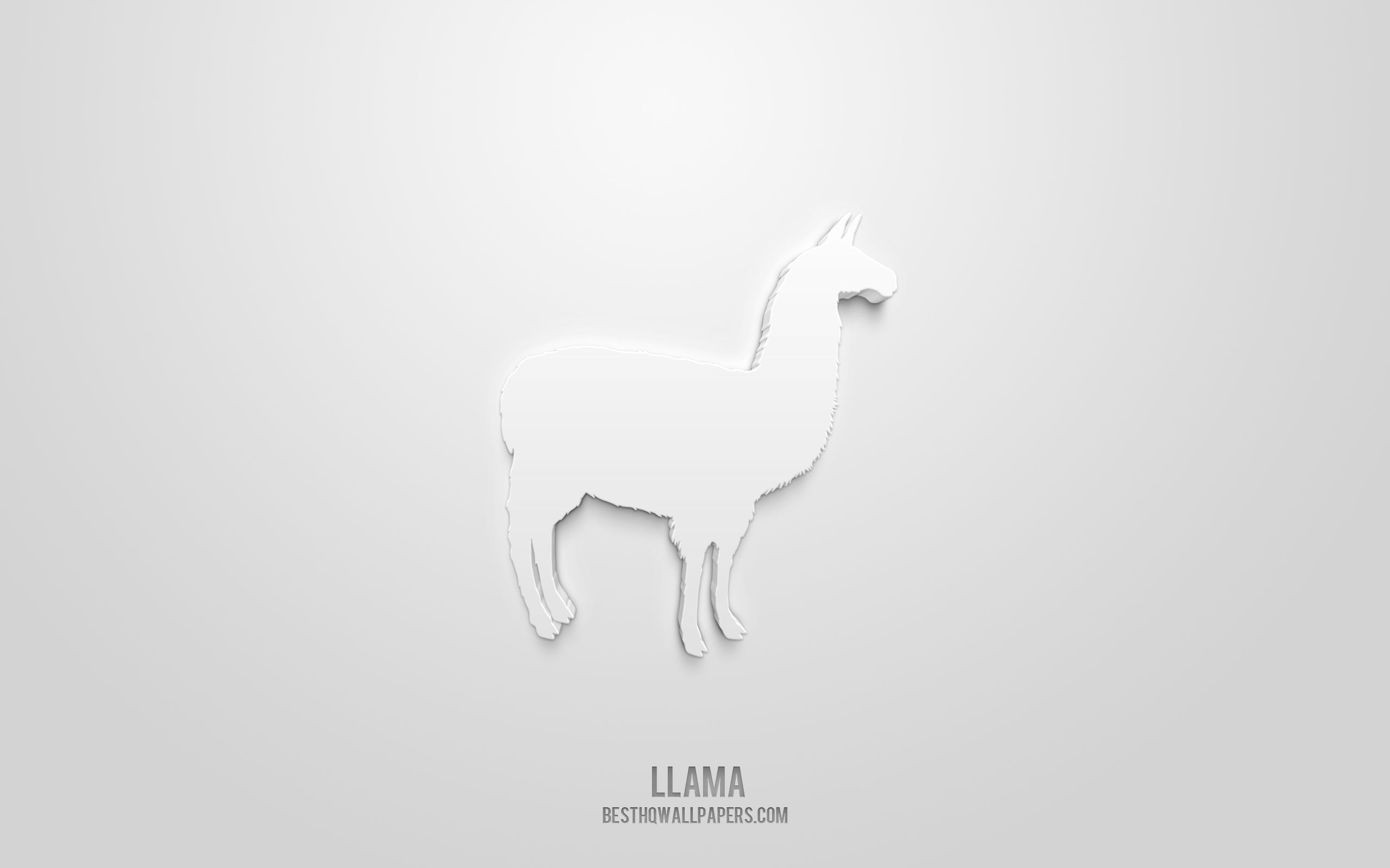 Llama Desktop Wallpapers