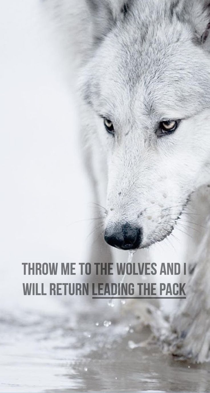 Lone Wolf Iphone Wallpapers
