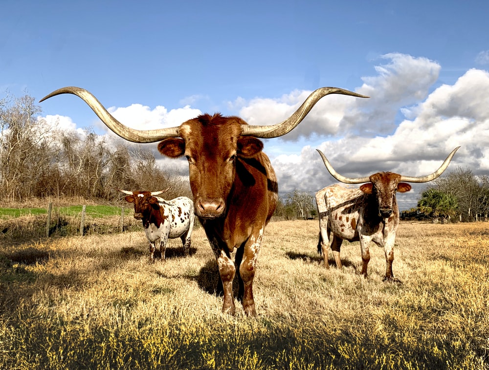 Longhorn Walpaper Wallpapers