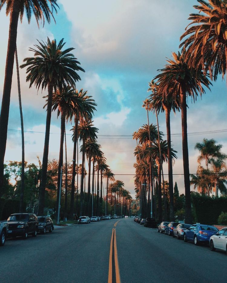 Los Angeles Palm Trees Wallpapers