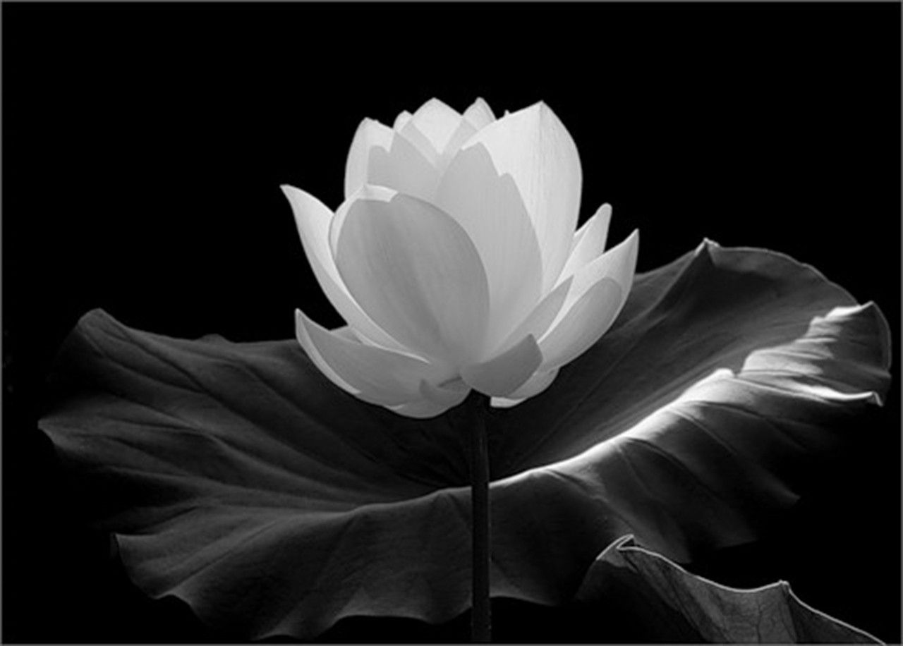 Lotus Black And White Images Wallpapers