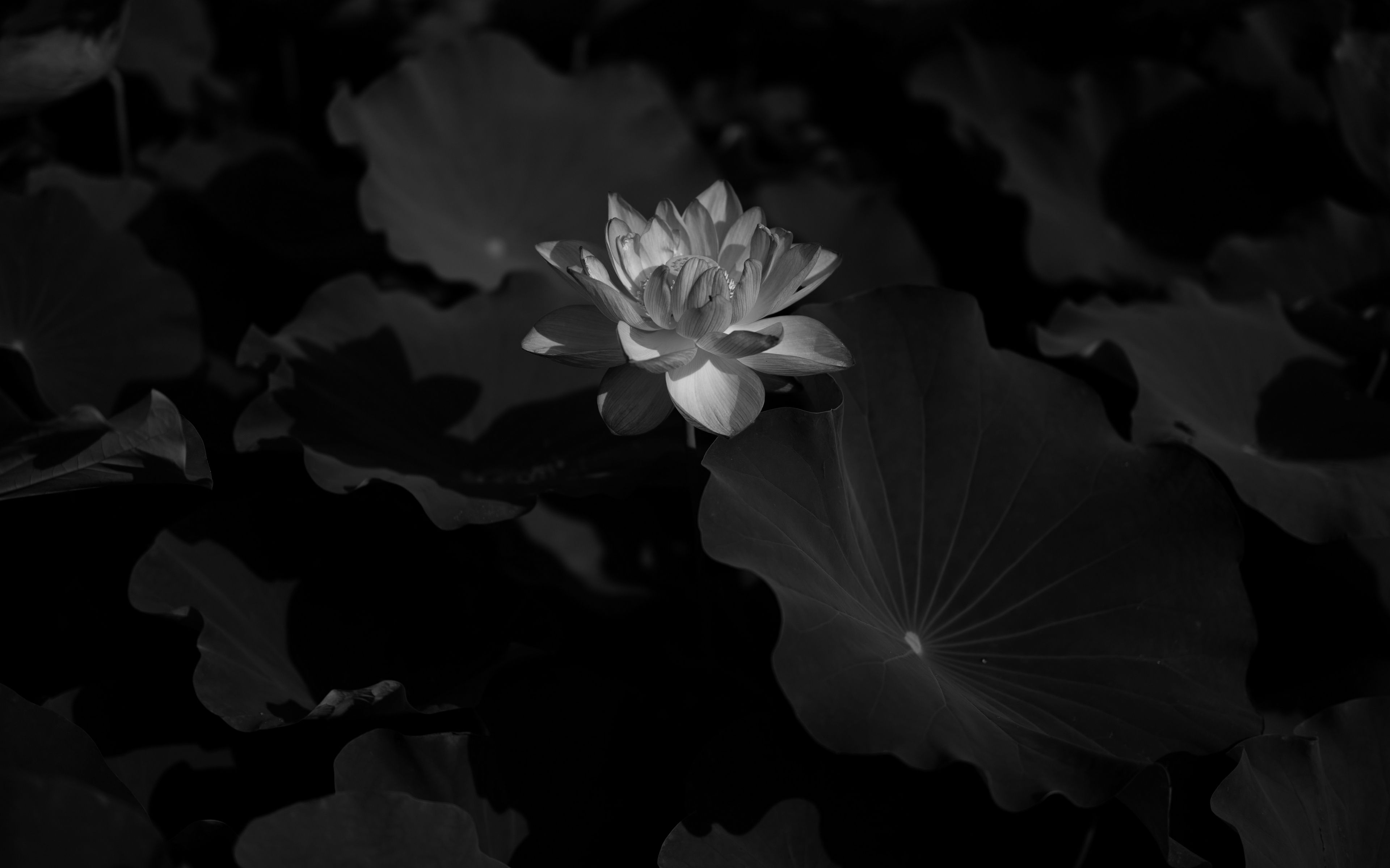 Lotus Black And White Images Wallpapers