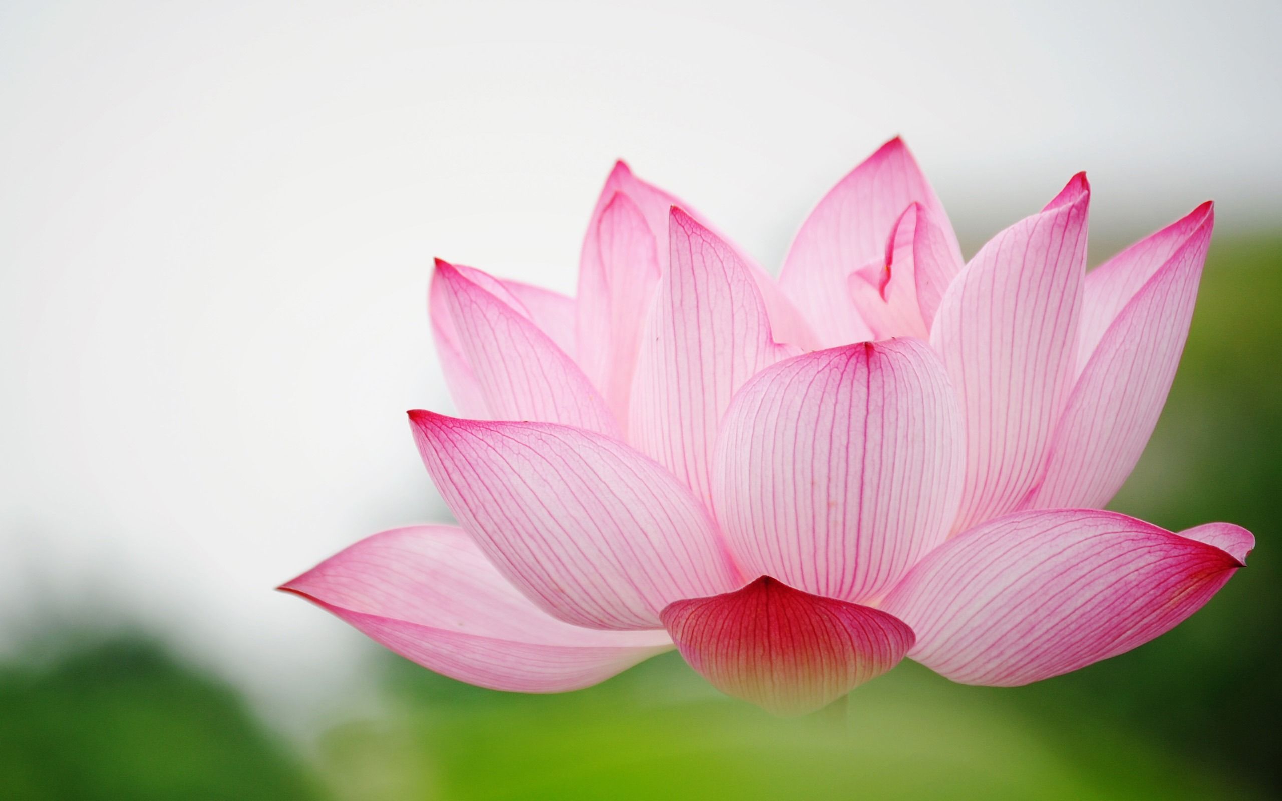 Lotus Desktop Wallpapers