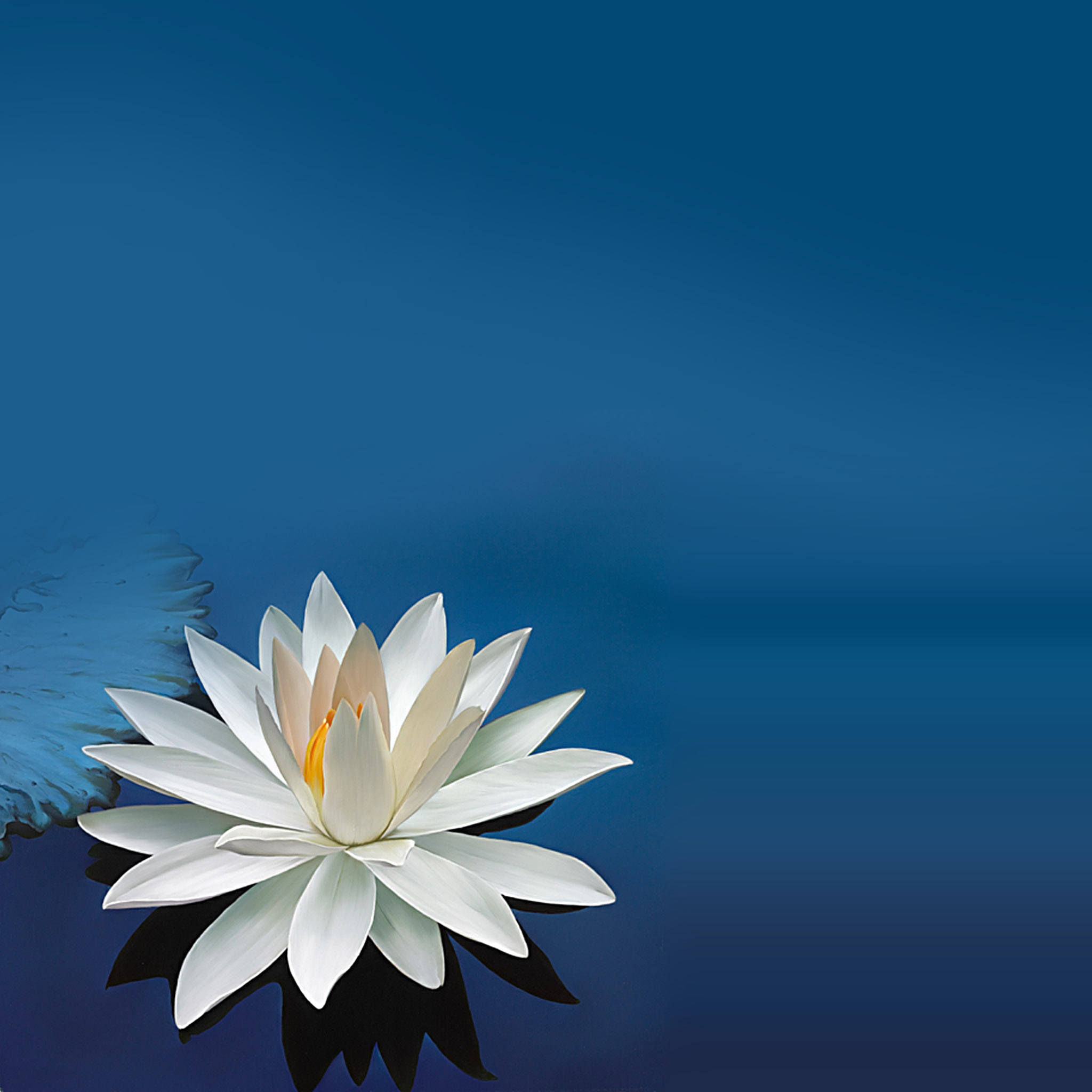 Lotus Desktop Wallpapers