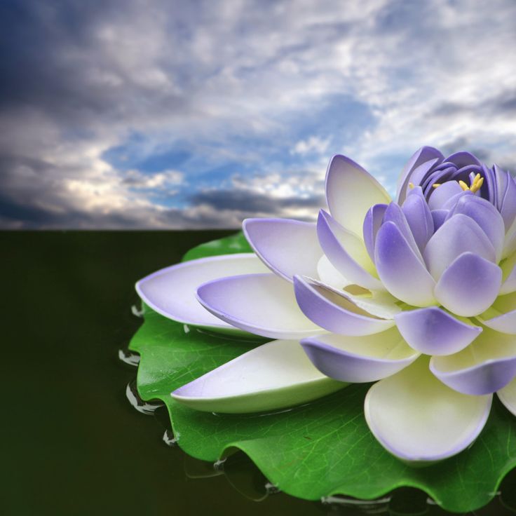 Lotus Desktop Wallpapers