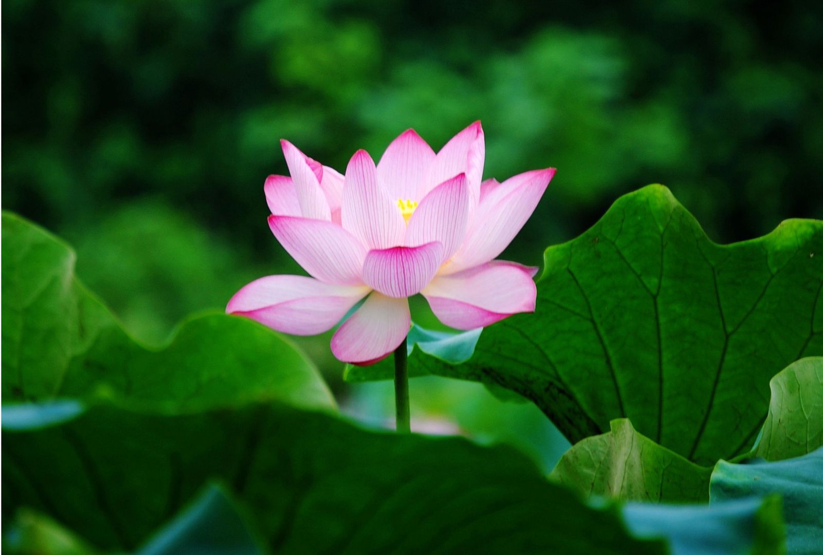 Lotus Desktop Wallpapers