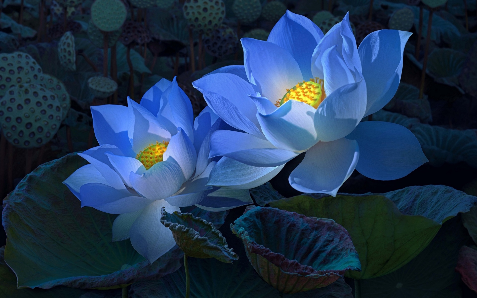 Lotus Desktop Wallpapers