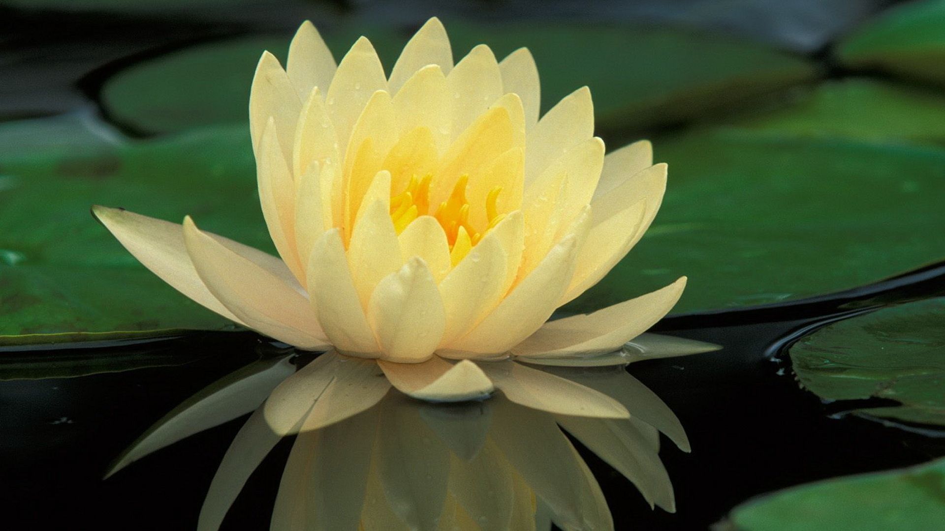 Lotus Desktop Wallpapers