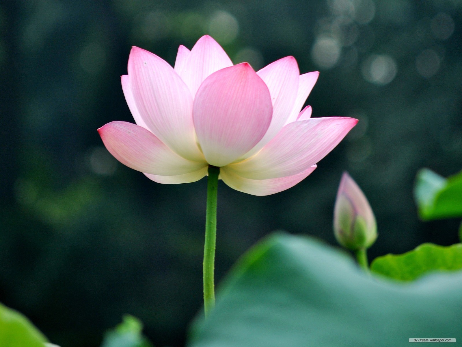 Lotus Desktop Wallpapers