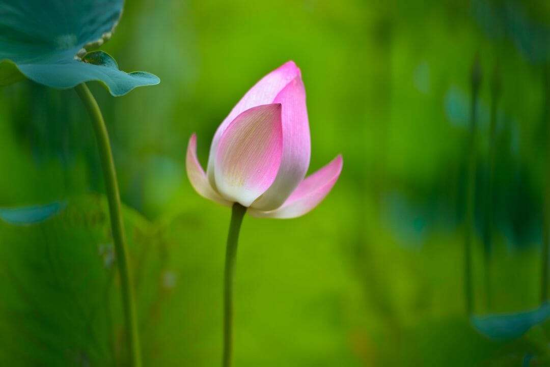 Lotus Desktop Wallpapers