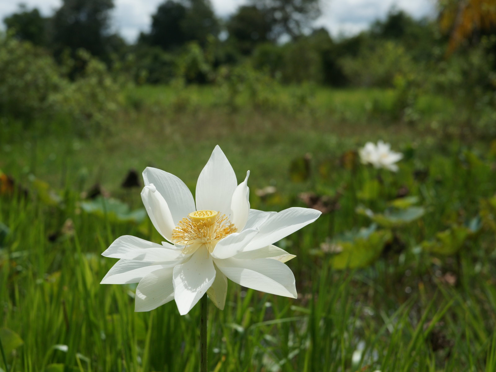 Lotus Desktop Wallpapers