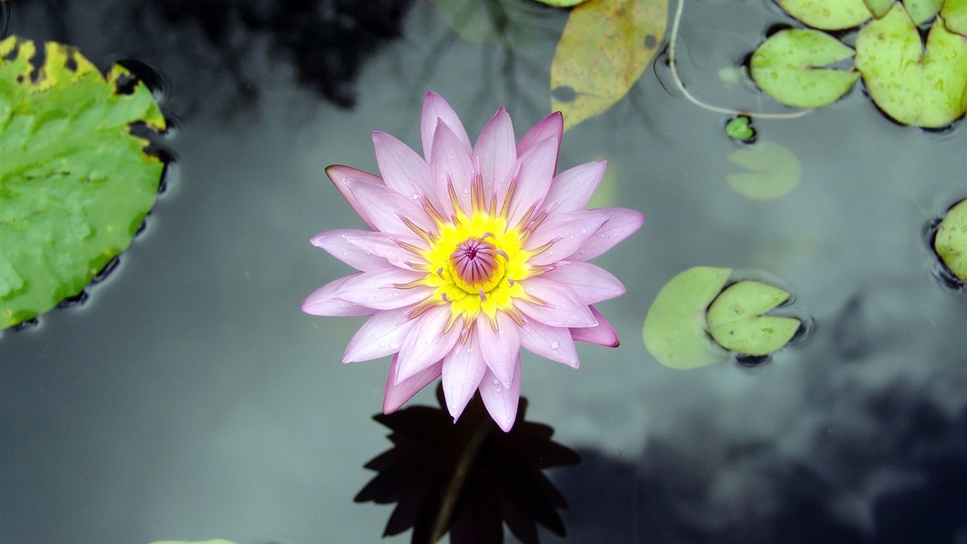 Lotus Desktop Wallpapers