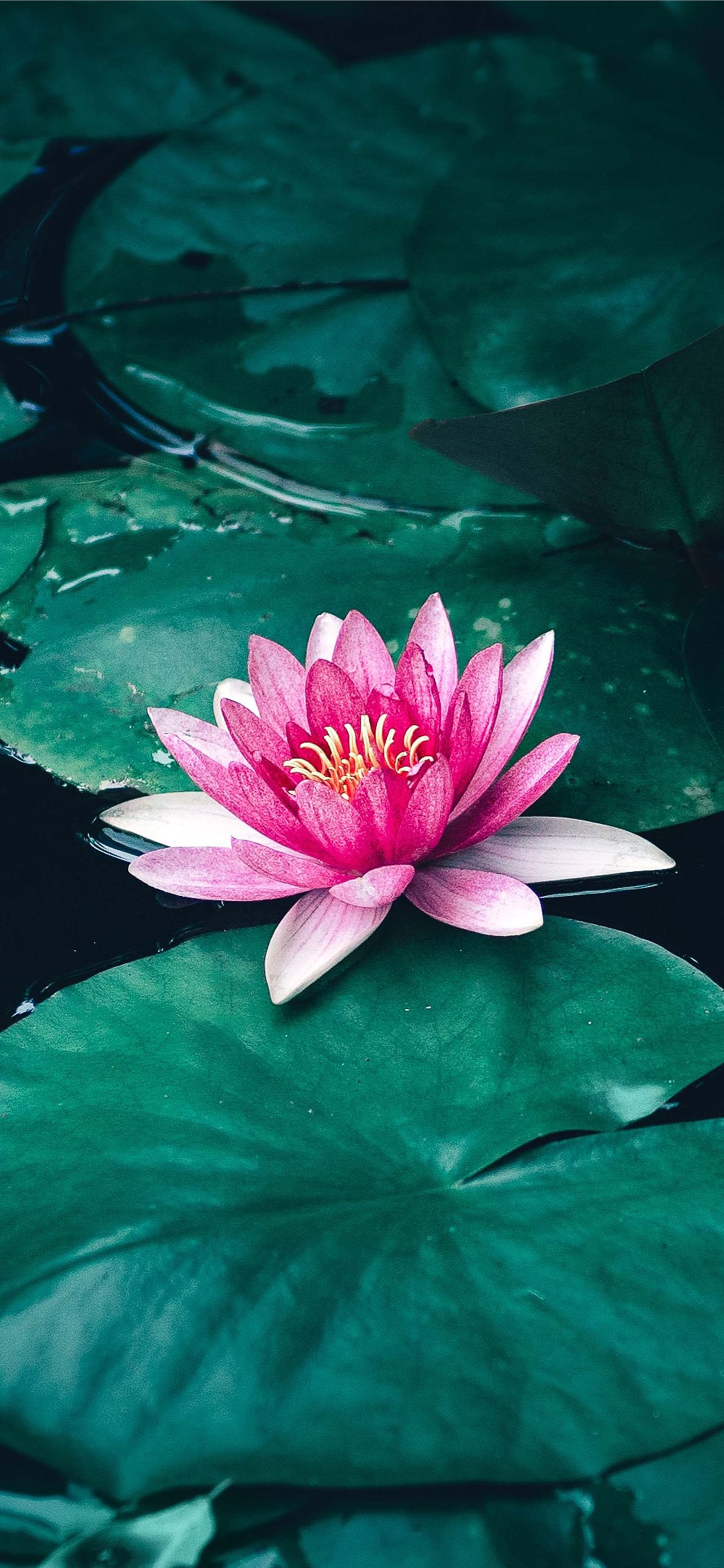 Lotus Iphone Wallpapers