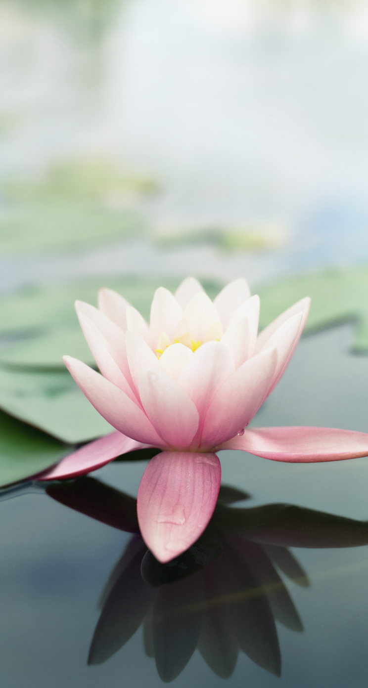 Lotus Iphone Wallpapers