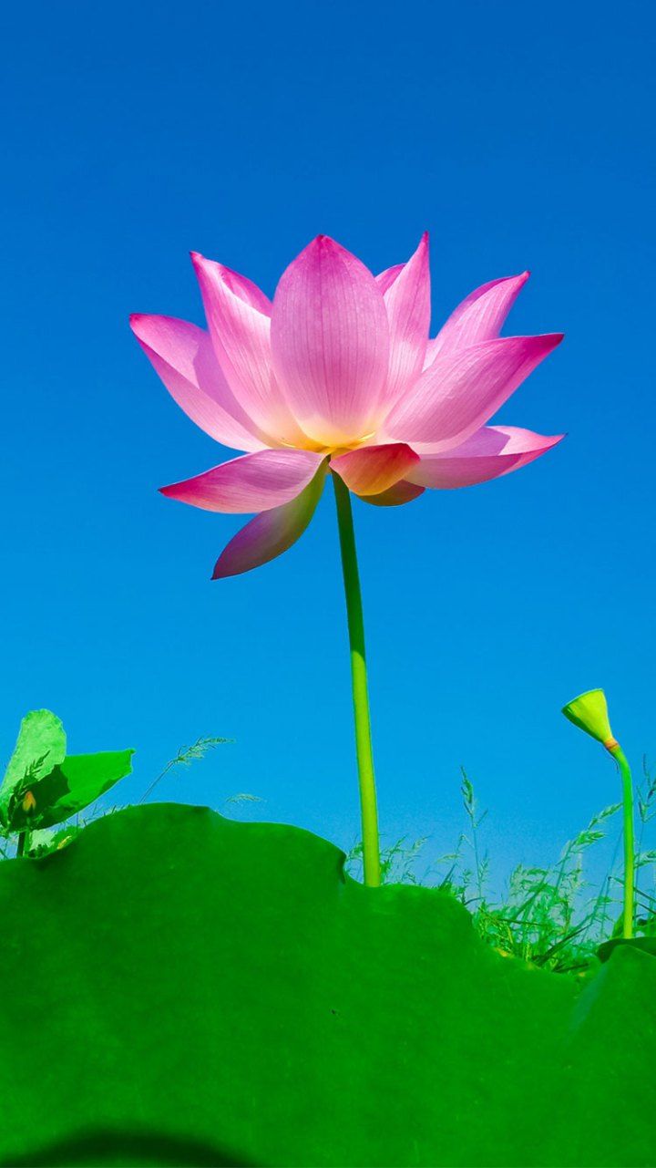 Lotus Iphone Wallpapers