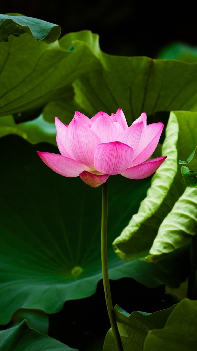 Lotus Iphone Wallpapers