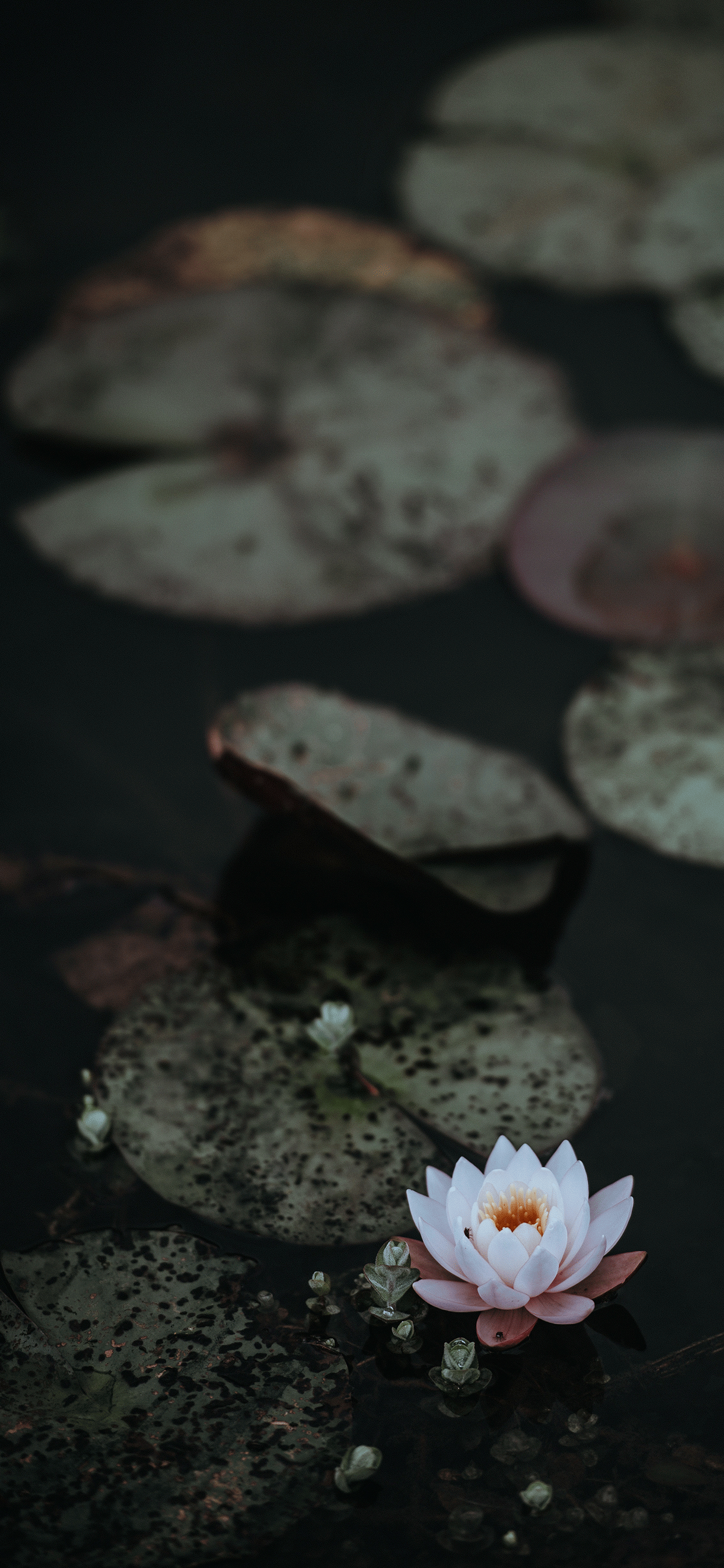 Lotus Iphone Wallpapers