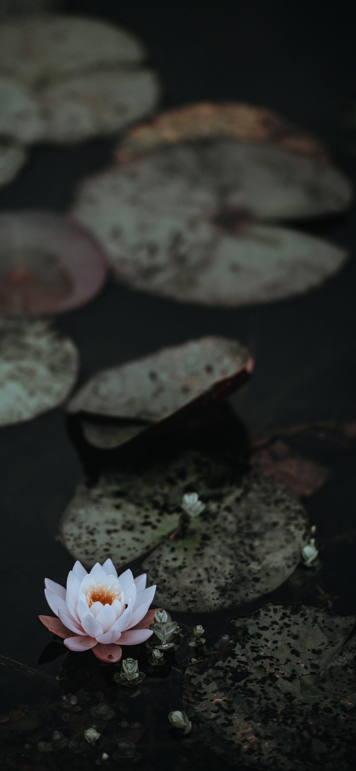 Lotus Iphone Wallpapers