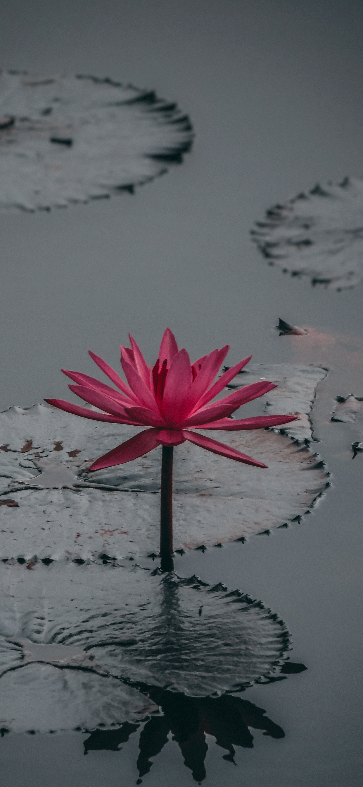 Lotus Iphone Wallpapers