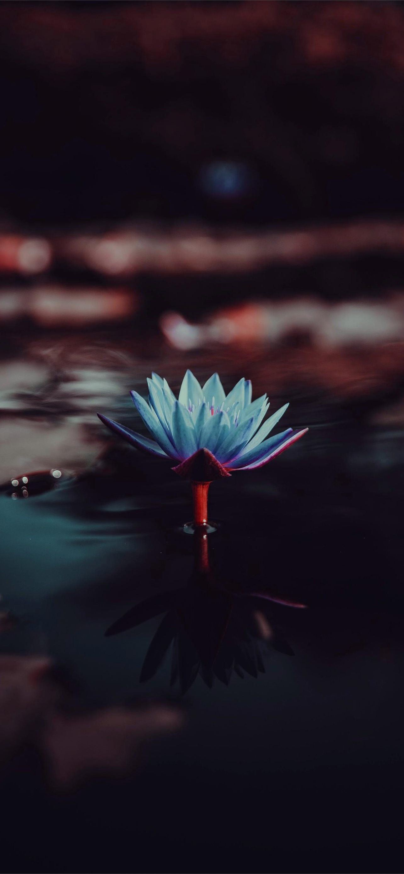 Lotus Iphone Wallpapers