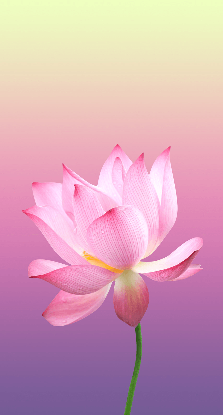 Lotus Iphone Wallpapers