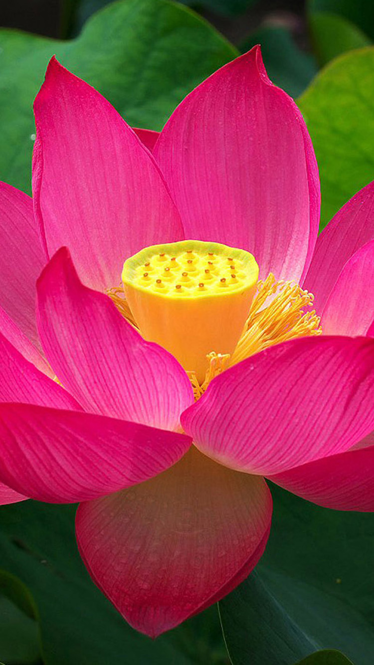 Lotus Iphone Wallpapers