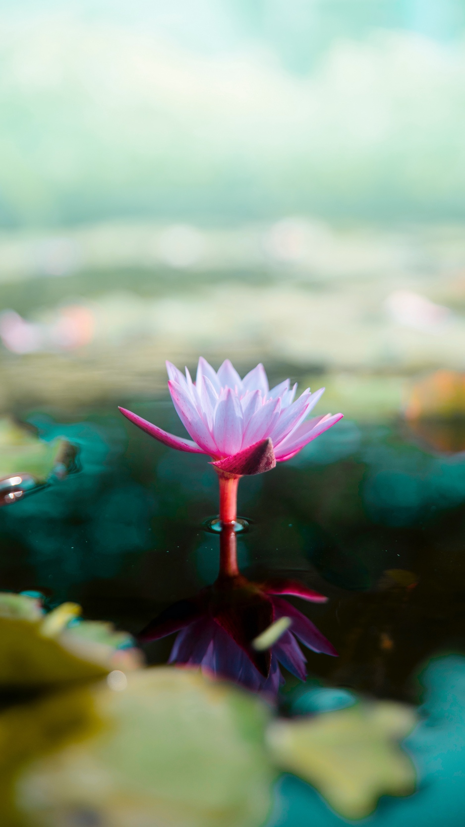 Lotus Iphone Wallpapers