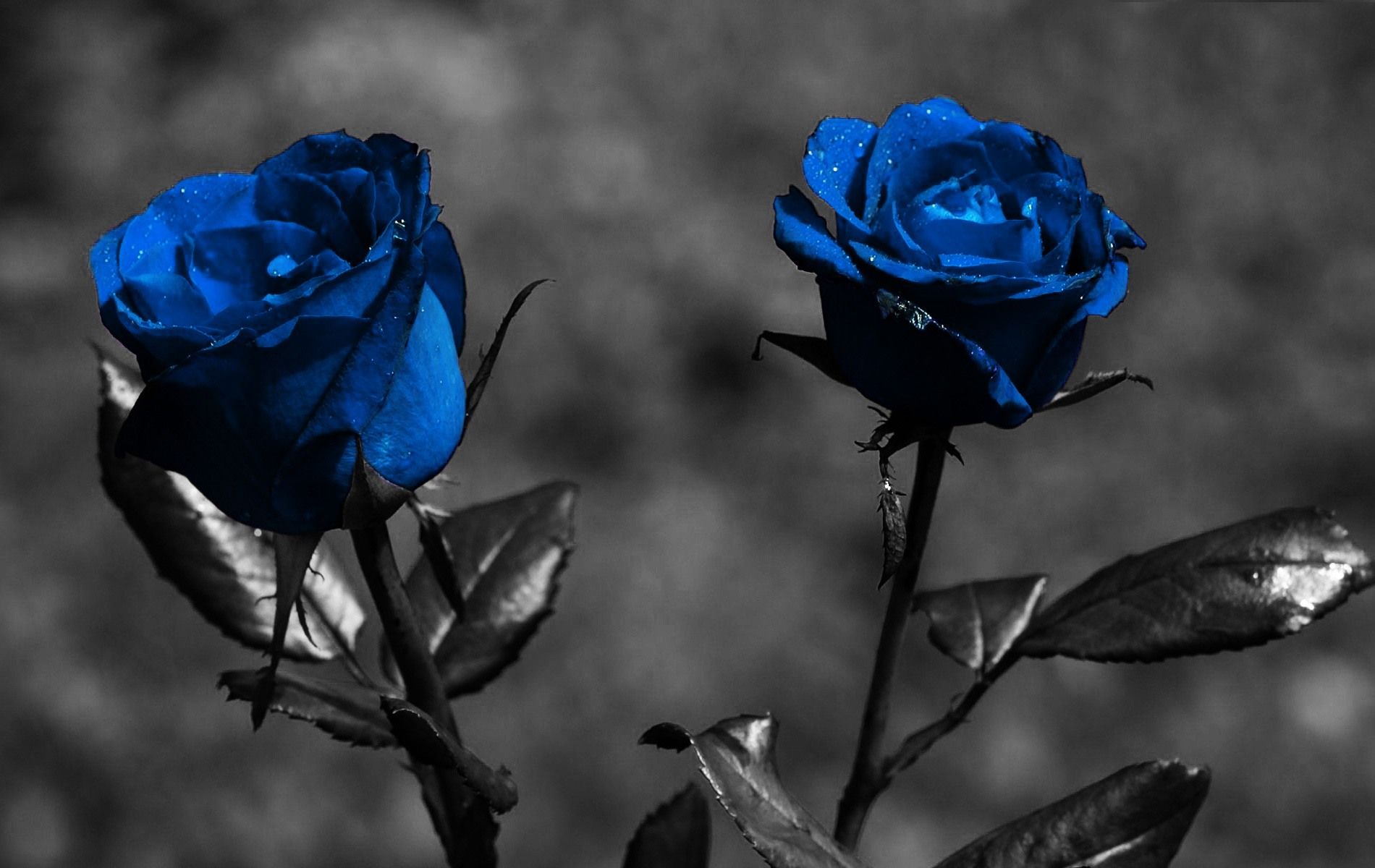 Love Blue Rose Wallpapers