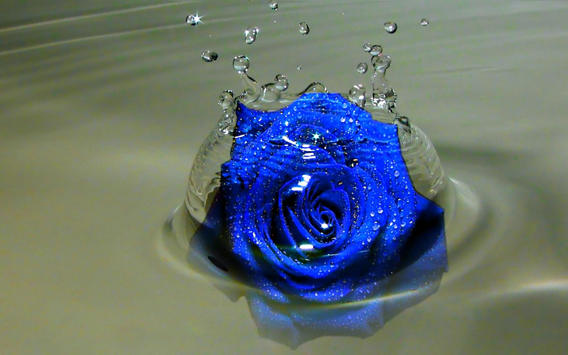 Love Blue Rose Wallpapers