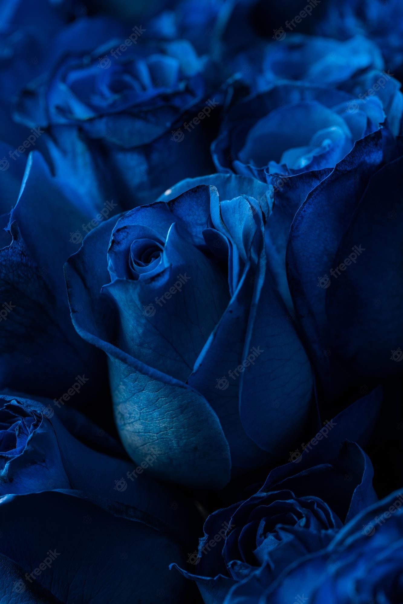 Love Blue Rose Wallpapers