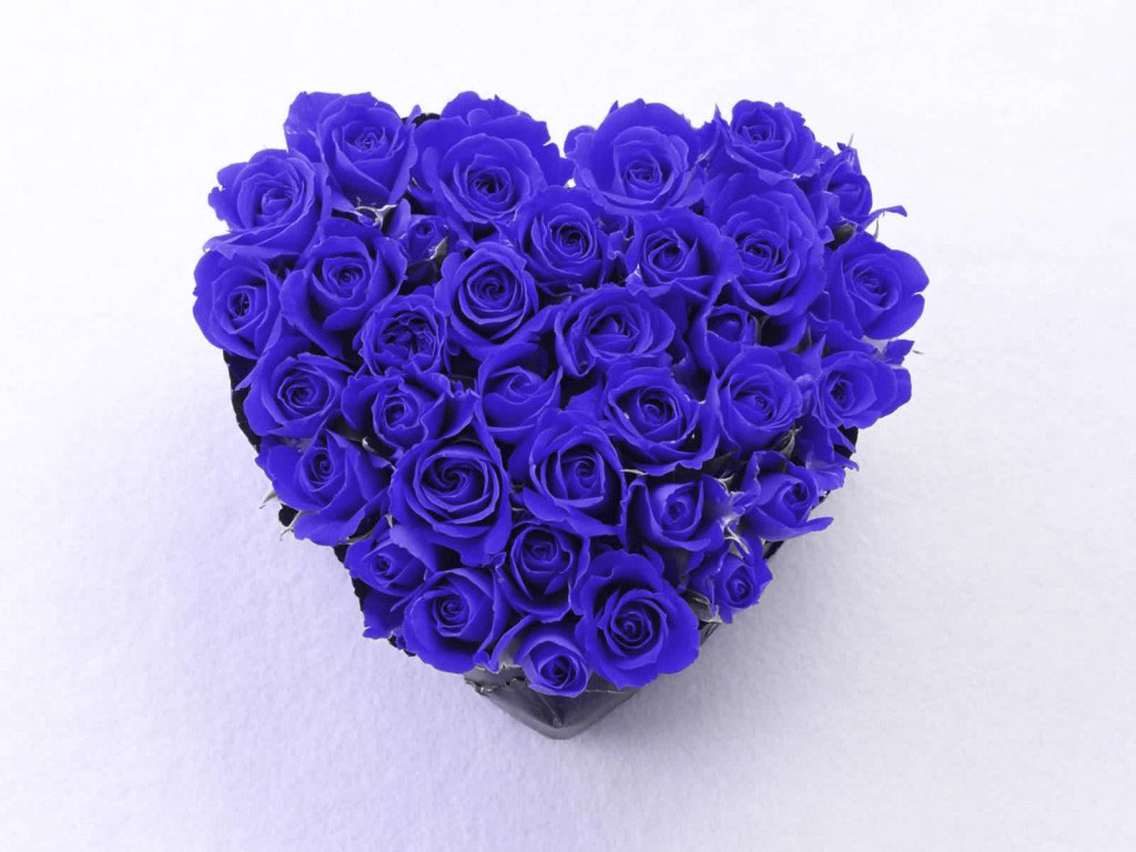 Love Blue Rose Wallpapers