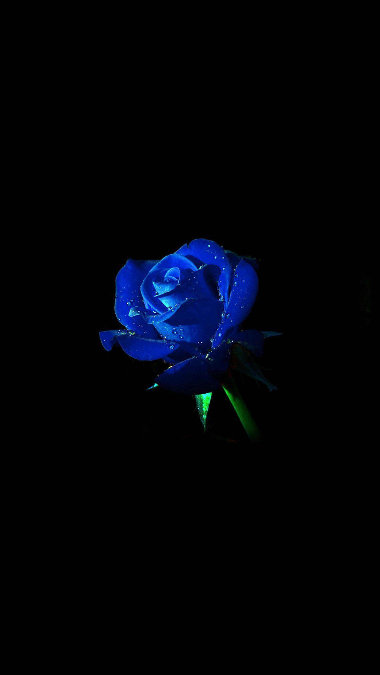 Love Blue Rose Wallpapers